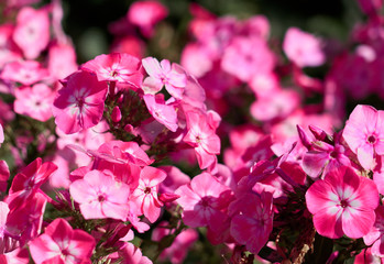                              Pink flowers with blurred background.  