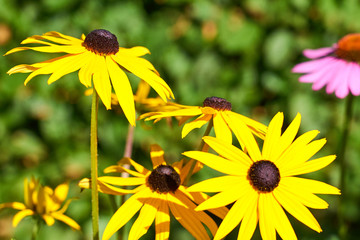 Yellow flowers in garden background. 