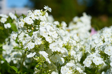                           White flowers with blurred background.     