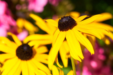                        Yellow flowers in garden background.        