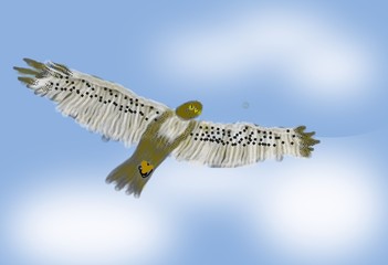 Hawk in Flight  O505
