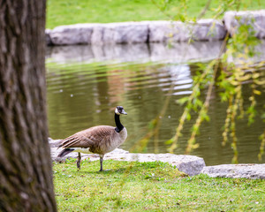 Canada Goose Standing Alone Near Pond and Tree