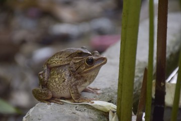 The Common Bush Frog are pregnant climbing on the lotus stem