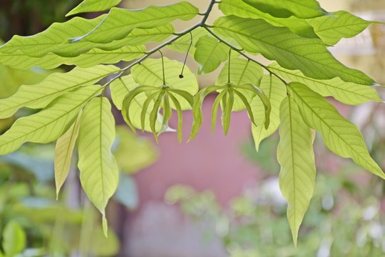 Chinese Desmos, Aromatherapy flower with green leafs for nature background.