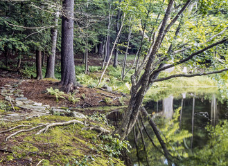 Path around pond in upstate New York