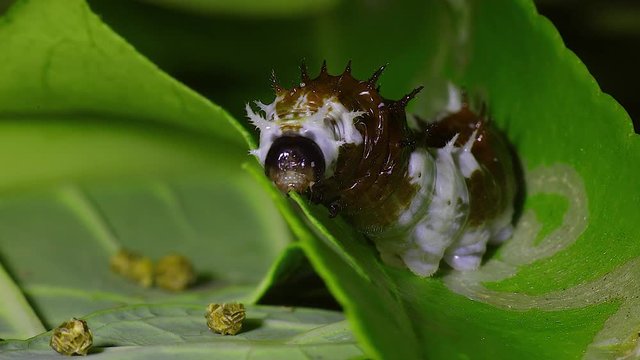 A caterpillar eats a lemon tree leaf in Australia.