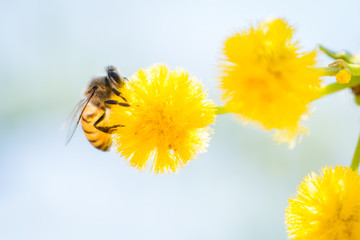 Honey bee and Acacia blossoms