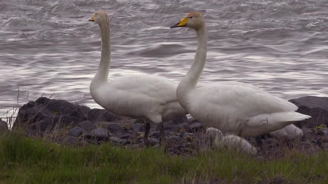 Whooper swans walk with chick babies along a rushing river in Iceland.