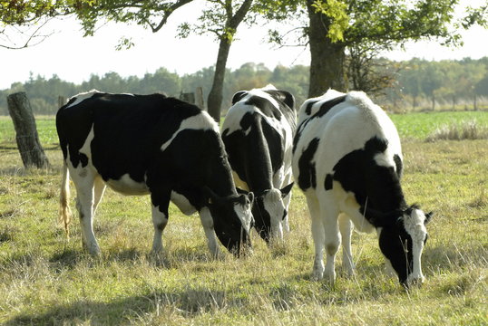 vaches de race Holstein au pr&eacute;, d&eacute;partement de l'Eure, Normandie, France