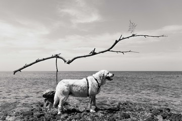 Perro y escultura 