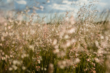 Grass veld with seeds set against a blue cloudy background