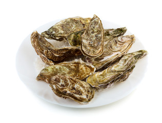 Fresh oysters on white plate
