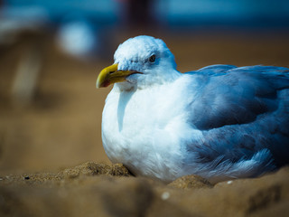 Yellow Footed Gull
