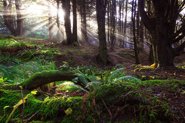 Forest Coastal Beams