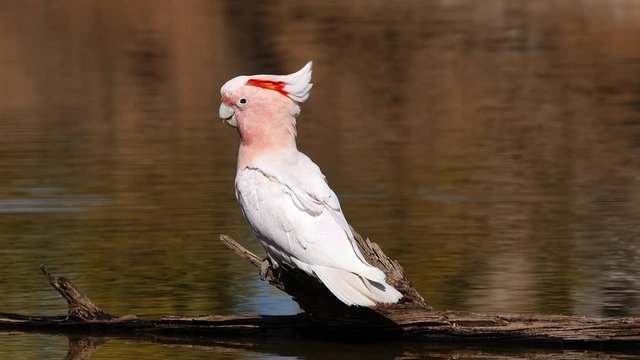 A Major Mitchell cockatoo sits on a branch and drinks from a pond.