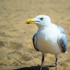 Yellow Footed Gull