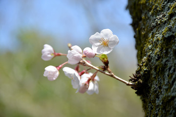 Obraz premium 桜咲く