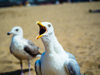 Yellow Footed Gull