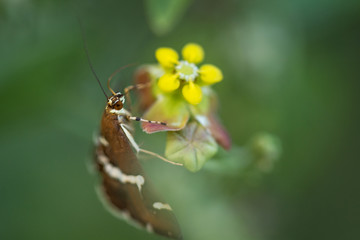 Moth and small flower close-up