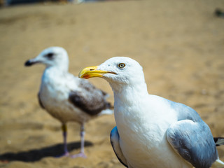 Yellow Footed Gull