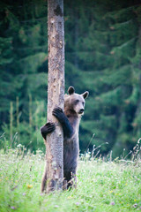 brown bear in its natural habitat climbing a tree