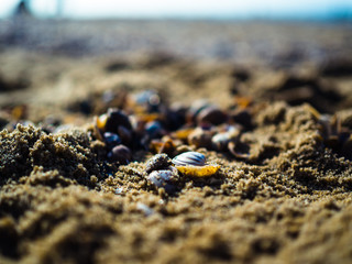 Clams on a beach