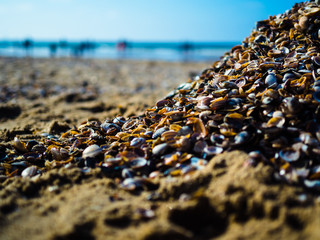 Obraz premium Clams on a beach