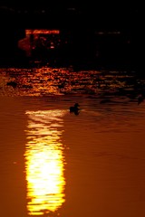 夕焼け映す水面を優雅に泳ぐヒドリガモ