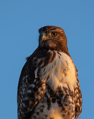 Red-tailed hawk, seen in the wild in North California (Silicon Valley) 