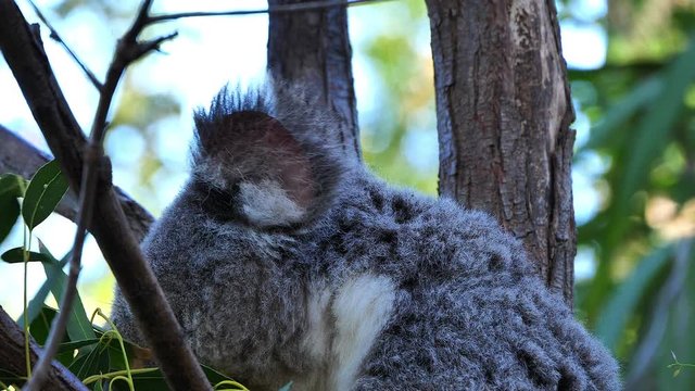 A koala bear sits in a eucalyptus tree in Australia.