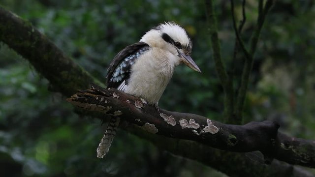 Extreme close up of a Laughing Kookaburra in a tree in Australia.