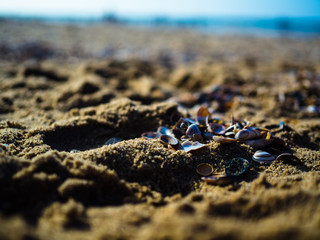 Clams on a beach