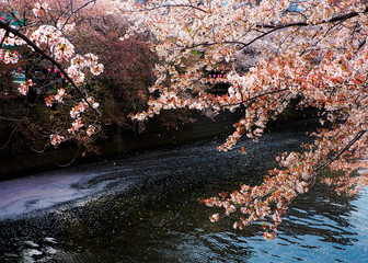 Japan Tokyo Meguro river Spring