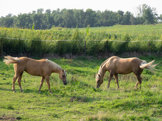 Obraz premium OLYMPUS DIGITAL CAMERA