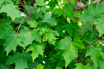 Red maple (Acer rubrum) with green leaves - Davie, Florida, USA