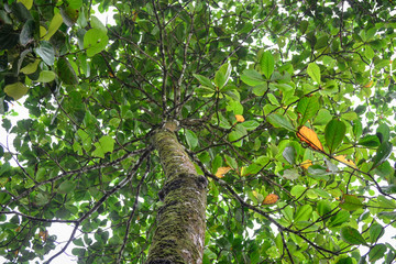 tree seen from below