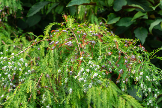 Bald cypress (Taxodium distichum) infested with cypress twig gall midge (Taxodiomyia cupressiananassa)  - Davie, Florida, USA