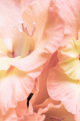 Fototapeta na wymiar Background of pastel orange Gladiolus flowers, macro, close up, vertical composition