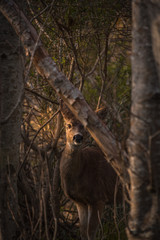Doe peeking through the trees in the forest