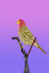 House Finch   O807