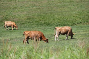 阿蘇の草原で伸び伸び育つ赤牛