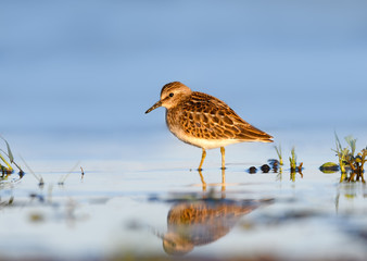 Least Sandpiper in Early Morning Light