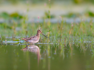 Wilson's Snipe with Reflection