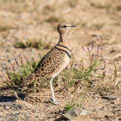 Double-banded Courser