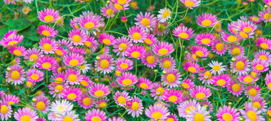 Beautiful pink Daisies - Daisy flower science name Bellis perennis on green natural material of beauty, health, herbal messages for background © pomphotothailand