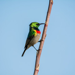 Double-collared Sunbird