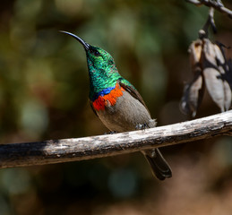 Fototapeta na wymiar Male Double-collared Sunbird