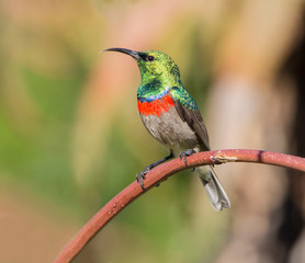 Fototapeta premium Southern Double-collared Sunbird
