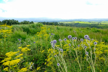 ヒゴタイ公園　オミナエシ