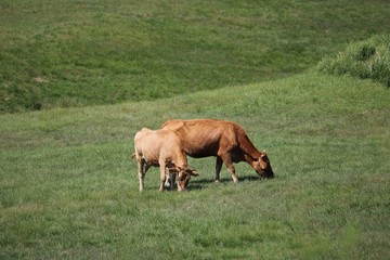 阿蘇の草原で伸び伸び育つ赤牛